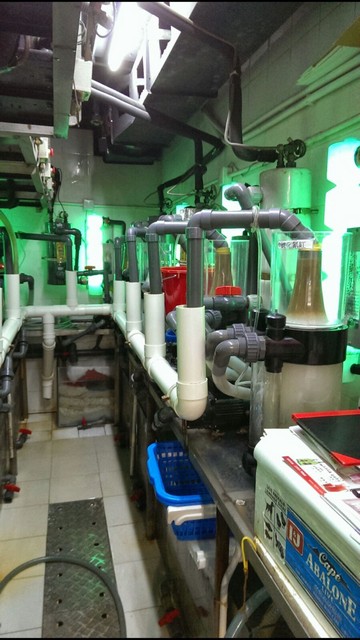 24小時魚缸急救 - 佳運水族工程全天候緊急支援