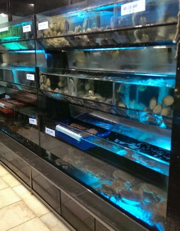 酒樓海鮮魚缸工程案例 - 多層海鮮展示缸