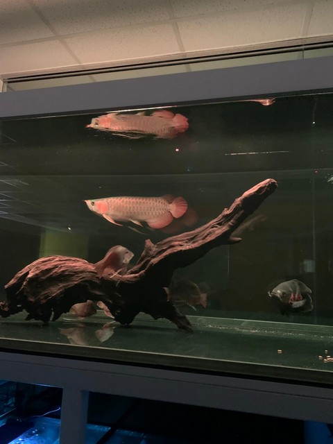 中環金融公司接待處風水金龍魚缸 — 超白玻璃木紋底櫃 150cm 財位擺放