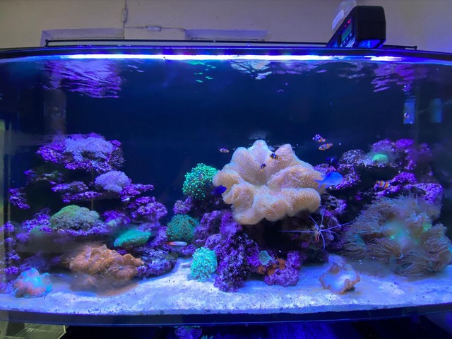 沙田會所室內觀賞魚池工程案例