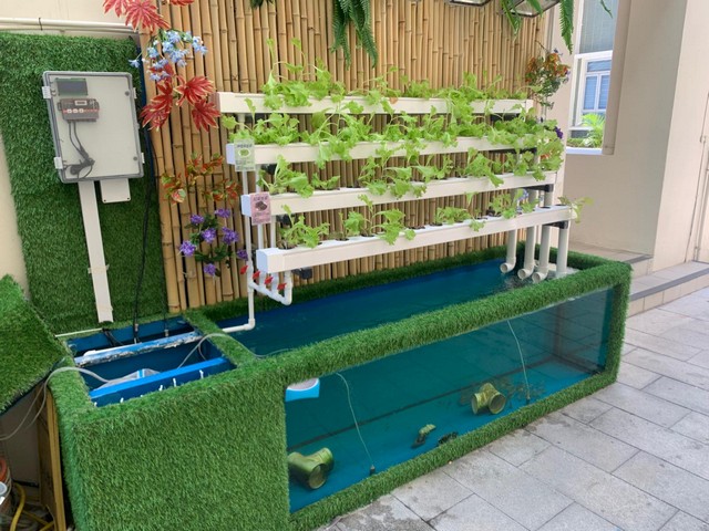 九龍塘獨立屋大型水草缸案例