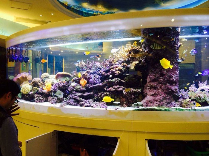 中環精品咖啡店落地式觀賞魚缸案例 — 水草造景 LED 暖光