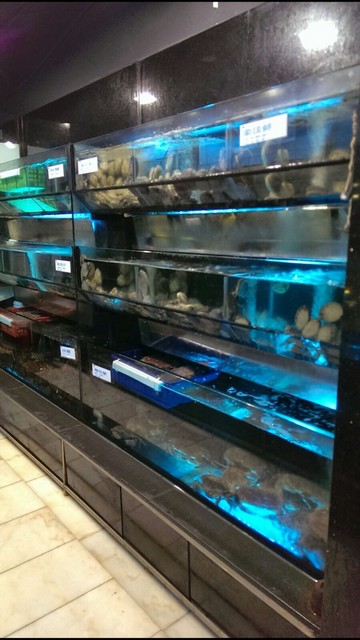 酒樓海鮮缸工程案例 — 六層多溫區海鮮展示缸